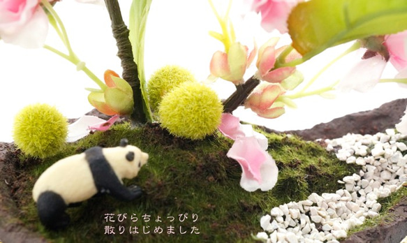 お花見パンダ盆栽〈舟形〉 5枚目の画像