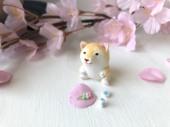 Hanami Shiba Inu（棕色） 第1張的照片