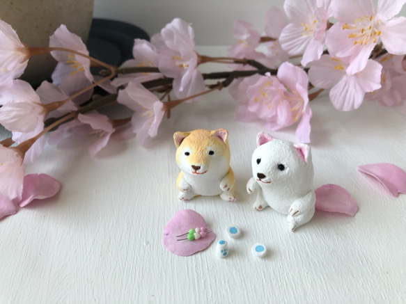 Hanami Shiba Inu（棕色） 第4張的照片