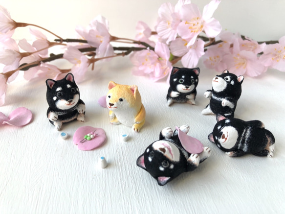 Hanami Shiba Inu（棕色） 第5張的照片