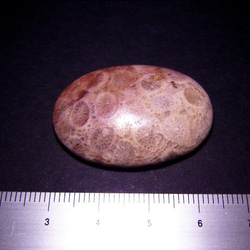フォシルコーラル（珊瑚化石）・１（36×26×6.6mm） 4枚目の画像