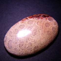 フォシルコーラル（珊瑚化石）・２（37×24×4.6mm） 2枚目の画像