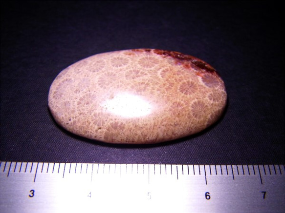 フォシルコーラル（珊瑚化石）・２（37×24×4.6mm） 4枚目の画像