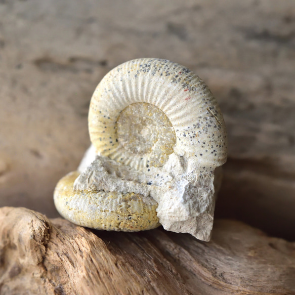 アンモナイト 化石 ドイツ Pleuroserasu(ペア) ドイツ産黄鉄鉱化