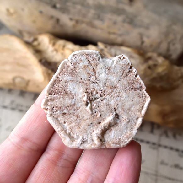 ドロマイト仮晶　ヘキサゴン　アメリカ産　39ｇ/鉱物・結晶原石 5枚目の画像
