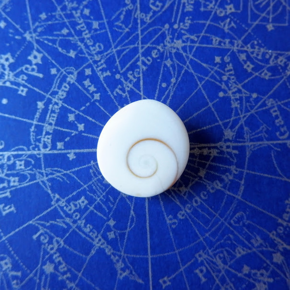 シヴァ・アイ シヴァ神の目 フォッシル・シェル 18mm/ルース