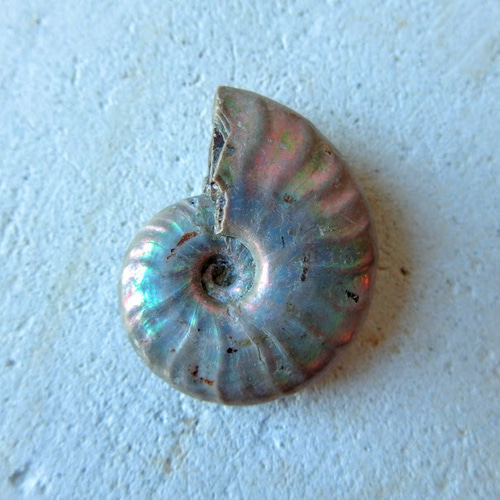 アンモナイト オパール化遊色 マダガスカル産 8.8g 化石 天然石 Stone