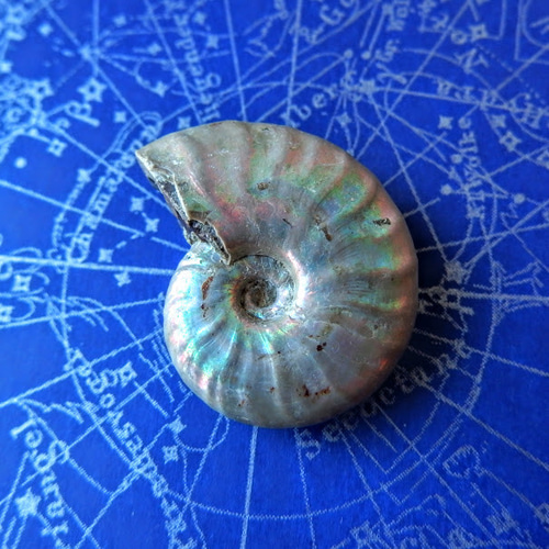 アンモナイト オパール化遊色 マダガスカル産 8.8g 化石 天然石