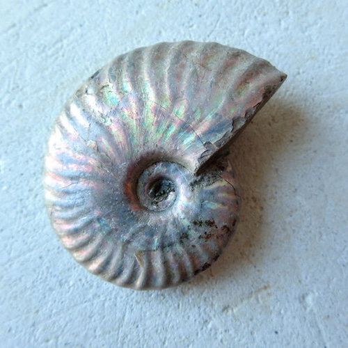 アンモナイト オパール化遊色 マダガスカル産 25g 化石 天然石 Stone