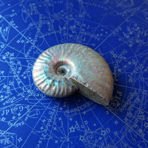 アンモナイト オパール化遊色 マダガスカル産 25g 化石 天然石 Stone