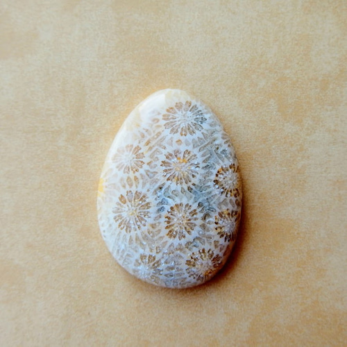 フォッシル・コーラル 星屑ポケット 36mm/ 化石珊瑚・ルース 天然石