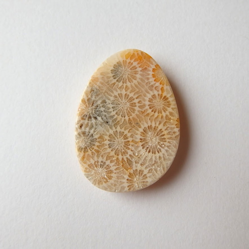 レアカラー　フォッシルコーラル　珊瑚　スフィア フォッシルコーラル / 珊瑚 | 木霊石 KODAMA-ishi