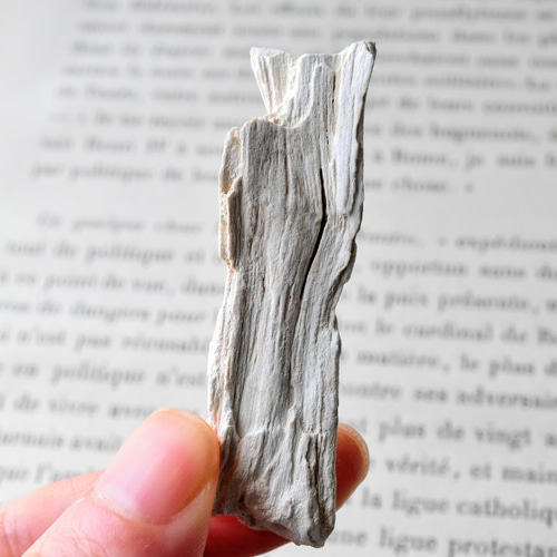 珪化木 木化石 フォッシルプレート 3 ペトリファイドウッド インテリア 珪化木 木化石 フォッシルプレート 3 ペトリファイドウッド