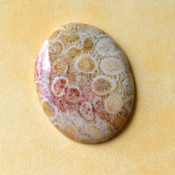 フォッシル・コーラル　紅葉　40cts./ 化石珊瑚・ルース 7枚目の画像