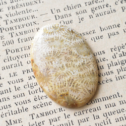 フォッシル・コーラル　Antique　50.8ts./ 化石珊瑚・ルース 2枚目の画像
