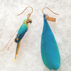 ルリコンゴウインコのピアス 6枚目の画像