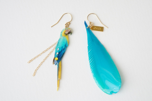 ルリコンゴウインコのピアス 2枚目の画像