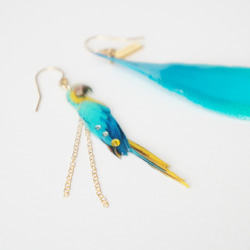 ルリコンゴウインコのピアス 4枚目の画像