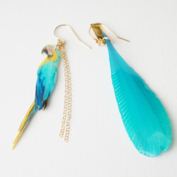 ルリコンゴウインコのピアス 5枚目の画像