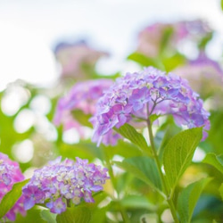 がま口　ふわもこダブルリボン（花想い・紫陽花） 3枚目の画像