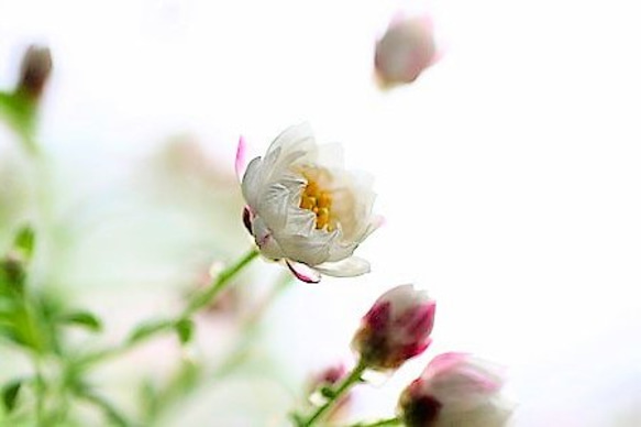【20%OFF】  イヤリング  Paper flower（花想い・花かんざし） 4枚目の画像