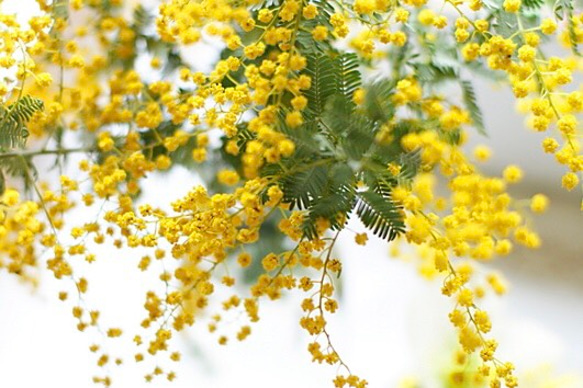 【受注制作】　2点〈シュシュ・ヘアゴム〉mimosa （花想い・ミモザ） 5枚目の画像