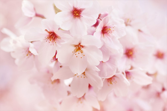 Creema限定 【セット商品】シュシュ・ヘアゴム  Cherryblossom（花想い・桜） 7枚目の画像