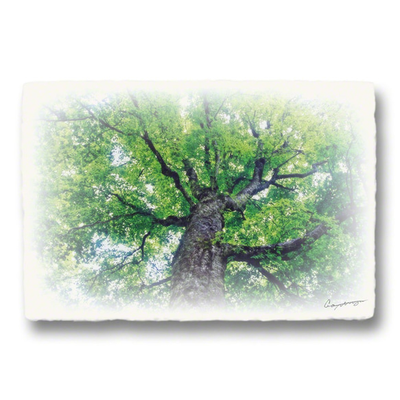 和紙のポストカード「木の四季x4枚セット」アート フォト インテリア 壁飾り 壁掛け おしゃれ 絵 絵画 ポスター 4枚目の画像