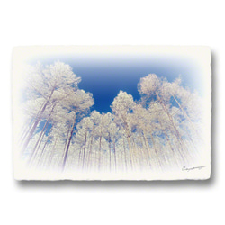 和紙のポストカード「木の四季x4枚セット」アート フォト インテリア 壁飾り 壁掛け おしゃれ 絵 絵画 ポスター 6枚目の画像