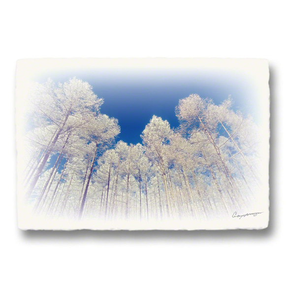 和紙のポストカード「木の四季x4枚セット」アート フォト インテリア 壁飾り 壁掛け おしゃれ 絵 絵画 ポスター 6枚目の画像