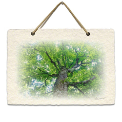 手漉き和紙 壁掛け 「新緑のブナのマザーツリー」(21x15cm)  Sサイズ 風景写真 おしゃれ 風景 絵 絵画 10枚目の画像