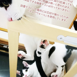 猫の裏側が見れちゃう棚板 * アクリル棚板 7枚目の画像