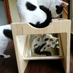猫の裏側を観察するためだけの家具 6枚目の画像