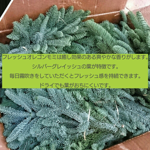 ○モミは数限定○【直径30㎝】オレゴンモミを使った贅沢なクリスマス