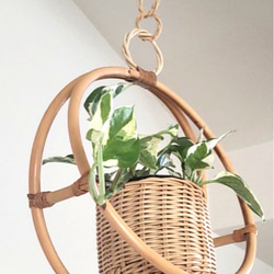 ラタン プラントハンガー 観葉植物付き  rattan plant hanger 3枚目の画像