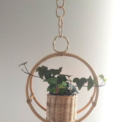 ラタン プラントハンガー 観葉植物付き  rattan plant hanger 7枚目の画像