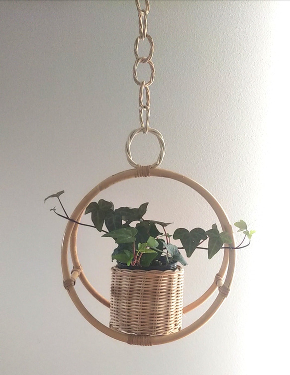 ラタン プラントハンガー 観葉植物付き  rattan plant hanger 7枚目の画像