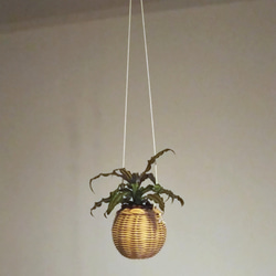 ラタンボール Sサイズ rattan ball  S クリプタンサス ビビッタス 3枚目の画像