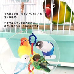 アクリルスタンド オカメインコ 8枚目の画像