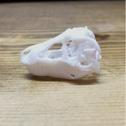 恐竜　頭骨　模型 2枚目の画像