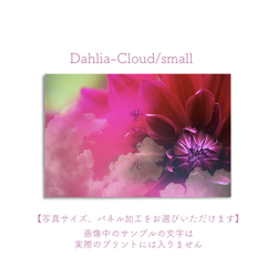 Dahlia-Cloud/small　ポスター写真サイズ、パネル加工をお選びいただけます】 1枚目の画像