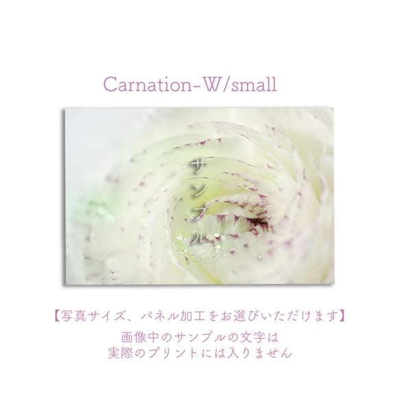 Carnation-W/small　ポスター【写真サイズ、パネル加工をお選びいただけます】 1枚目の画像