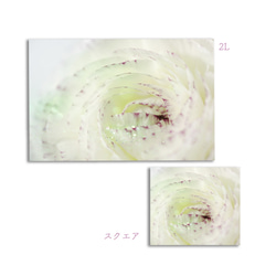 Carnation-W/small　ポスター【写真サイズ、パネル加工をお選びいただけます】 2枚目の画像