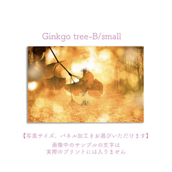 Ginkgo tree-B/small　ポスター【写真サイズ、パネル加工をお選びいただけます】 1枚目の画像