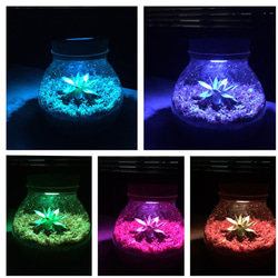 sugi+tanikuぐりーん LED Terrarium Glass 4枚目の画像