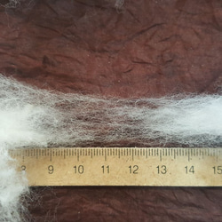 白(タナ綿) 約10g　無染色・自家自然栽培の綿（種採り済） 2枚目の画像
