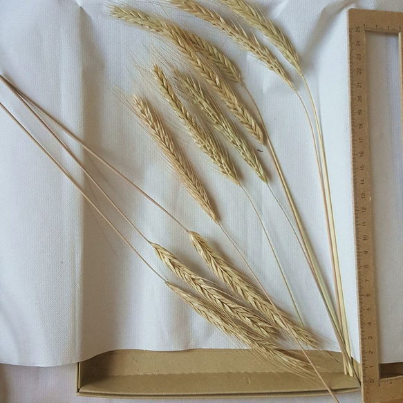 ライ麦の穂 10本 自家自然栽培(2023産) ディスプレイ用 2枚目の画像