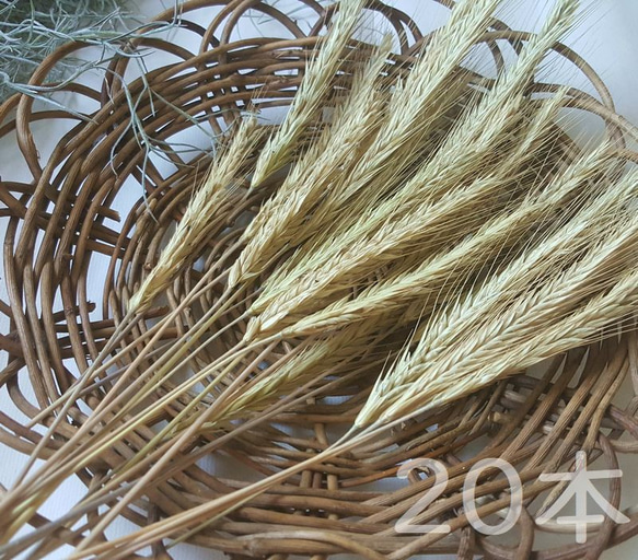ライ麦の穂 10本 自家自然栽培(2023産) ディスプレイ用 3枚目の画像