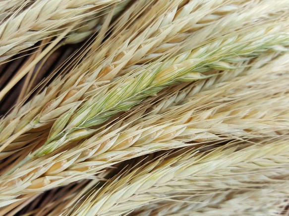 ライ麦の穂 10本 自家自然栽培(2023産) ディスプレイ用 6枚目の画像