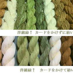 緑綿 約10g　無染色・自家自然栽培の綿（種採り済） 2枚目の画像